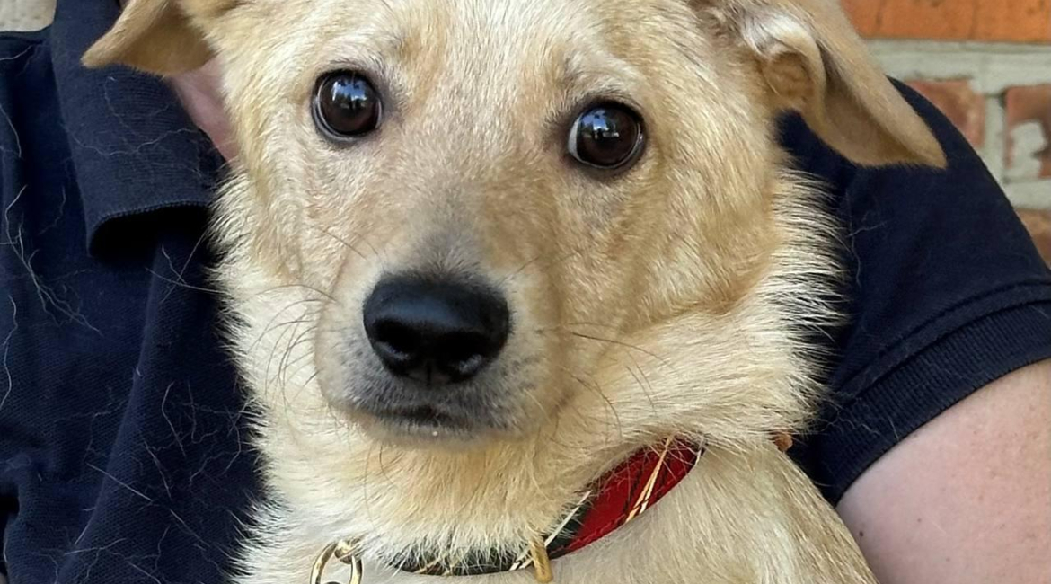 Chiens à adopter